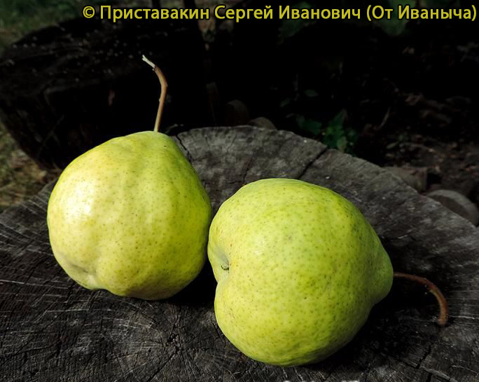 Груша Августовская Росса - описание сорта и фото груш